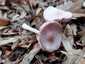 Rózsás kígyógomba (Mycena rosea), Somogy